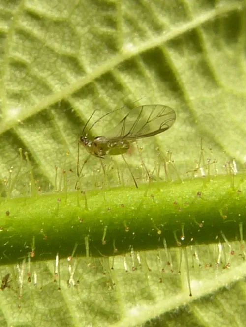 Corylobium avellanae - photo 2