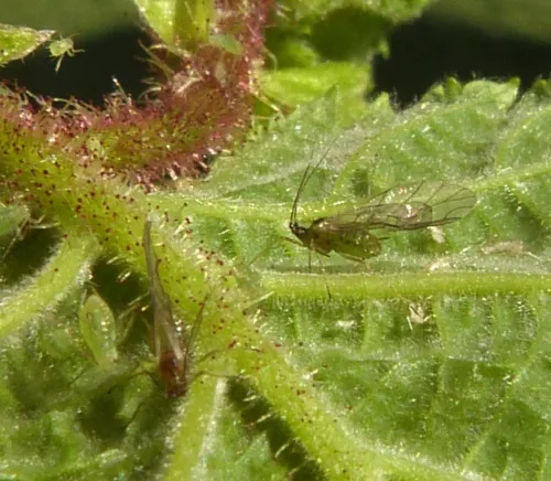 Corylobium avellanae - photo 4