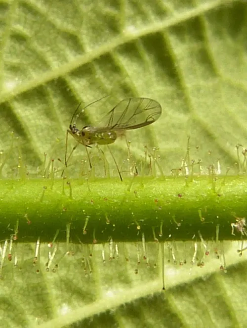 Corylobium avellanae - photo 6