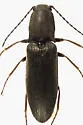 Corymbitodes elongaticollis - photo 2