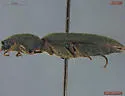 Corymbitodes lobatus - photo 4