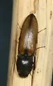 Corymbitodes tarsalis