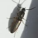 Corymbitodes tarsalis - photo 3