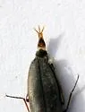 Corymbitodes tarsalis - photo 4