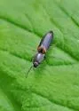 Corymbitodes xanthomus - Corymbitodes xanthomus