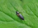 Corymbitodes xanthomus - photo 2