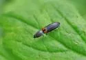 Corymbitodes xanthomus - photo 3