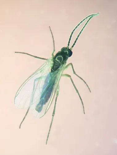 Corynoptera concinna