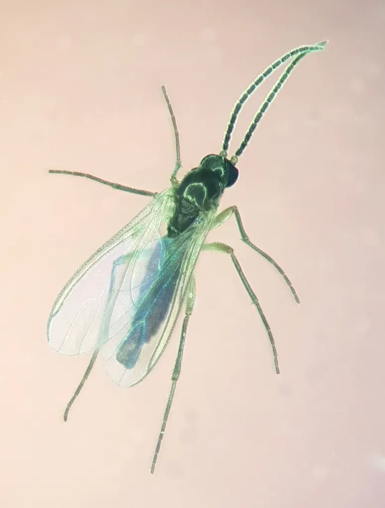 Corynoptera concinna - photo 2