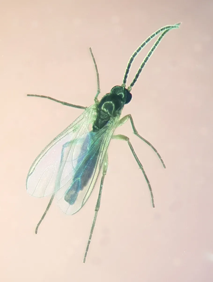 Corynoptera concinna - photo 3