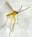 Corynoptera mellea