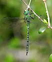 Blue-faced Darner