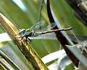 Blue-faced Darner - photo 2