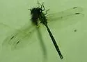 Blue-faced Darner - photo 3