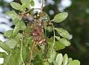 Blue-faced Darner - photo 4