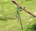 Blue-faced Darner - photo 5