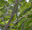 Regal Darner