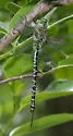Regal Darner - photo 2