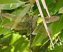 Regal Darner - photo 3