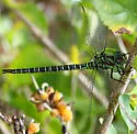 Regal Darner - photo 4
