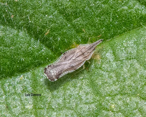 Corythaica carinata