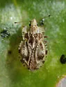Corythaica venusta