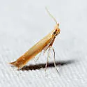 Corythophora aurea - Hodges#0476