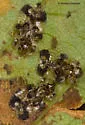 Buckeye Lace Bug