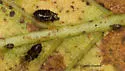 Buckeye Lace Bug - photo 2