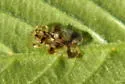 Buckeye Lace Bug - photo 3
