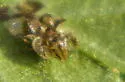 Buckeye Lace Bug - photo 4