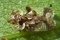 Buckeye Lace Bug - photo 5