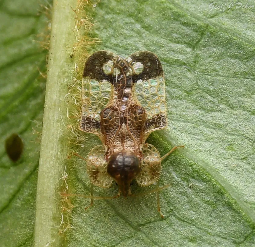 Cherry Lace Bug