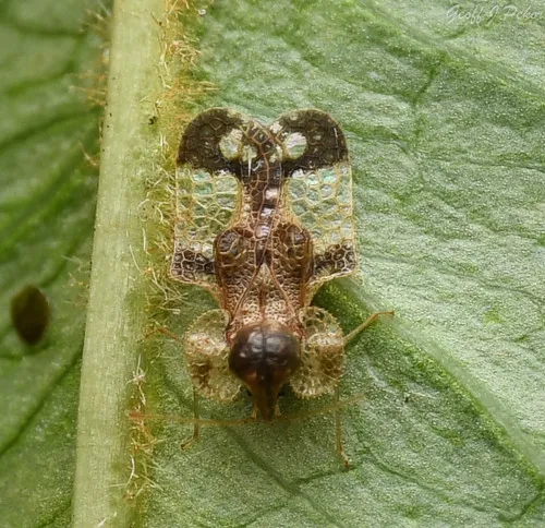 Cherry Lace Bug - photo 2