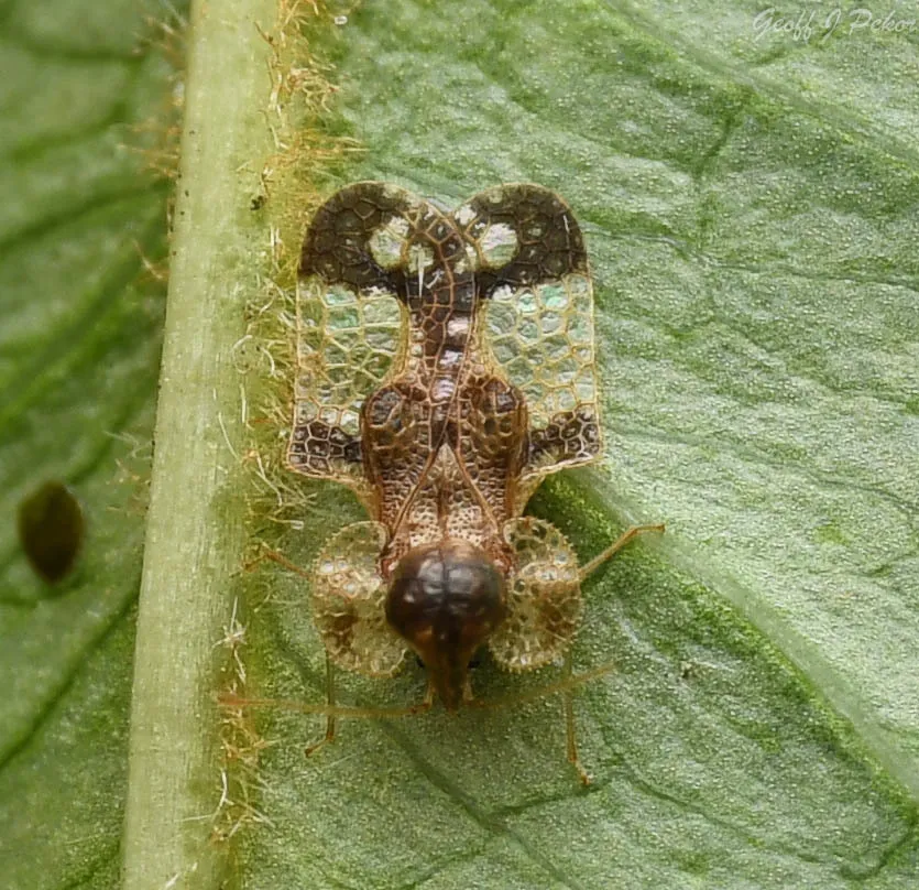 Cherry Lace Bug - photo 3