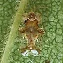 Corythucha bellula