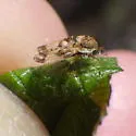 Corythucha bellula - photo 3