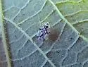 Hackberry Lace Bug