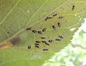 Hackberry Lace Bug - photo 2