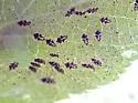 Hackberry Lace Bug - photo 3