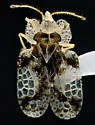 Hackberry Lace Bug - photo 4