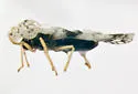 Hackberry Lace Bug - photo 5
