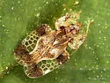 Corythucha cerasi