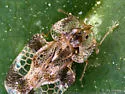 Corythucha cerasi - photo 2