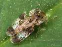 Corythucha cerasi - photo 3