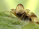 Corythucha cerasi - photo 4