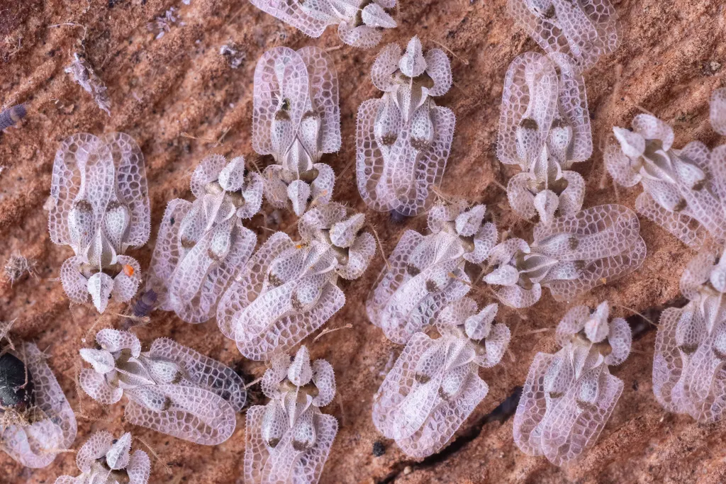 Sycamore Lace Bug