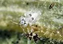 Western Sycamore Lacebug