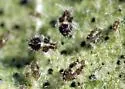 Western Sycamore Lacebug - photo 2