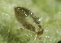 Western Sycamore Lacebug - photo 3